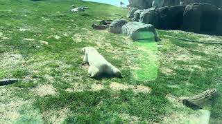 The polar bears at Assiniboine park zoo