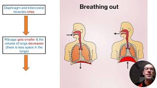 Mechanics of breathing (short version) - VELs Science