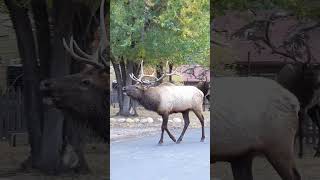 Bull Elk Bugling in Estes Park Colorado Neighborhood