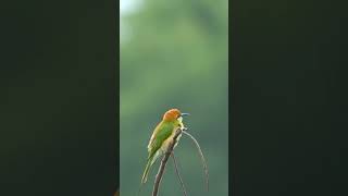 Asian green bee-eater Bird #birds #birdsounds #birdspecies #nature #birdsmusic