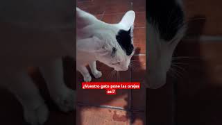 ¿Vuestro gato pone las orejas así? #cat #cats #gato #humor #meme #memes