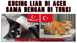 Kucing Liar Di Aceh Sama Dengan Kucing Liar Di Turki. Kok bisa...???😱