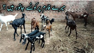 Mery Farm Per Kya Kya He?