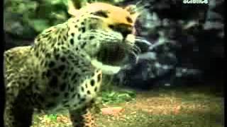 ACTUAL VIDEO CLIPS  Now Playing  Leopard vs Gorilla Animal face offColleccted BY M Rashid Siddiqi evergreenpeople@yahoo com