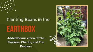 Planting Earthbox Beans, The Flockers, Charlie, and the Peepers