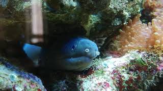 Indian mud moray eel (Gymnothorax tile)