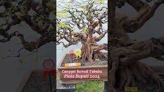 Bonsai Asem Milik Karim Lampung Selatan Np 167