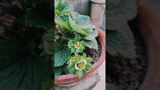 Stoberry গাছের যত্ন নেবে কিভাবে|ছাদে stoberry চাষ #shortsfeed#youtubefeed#gardeni#trending#minivlog