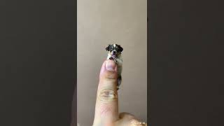 The smallest dog #dog #ai #klingai #cute #animals #minature #funny