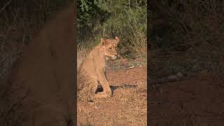 Beautiful young male lion #lions