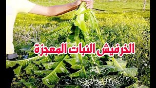 فوائد نبات الخرفيش