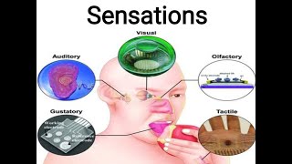 sensation in psychology |organic sensation-kinesthetic sense-cutaneous sense-gustation and olfaction