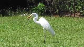 131009 Great Egret eats large garden snake