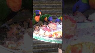 Lorikeets enjoying Lunch! #shorts #lorikeet #eating #ytshorts