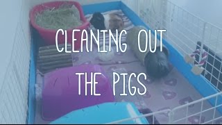 CLEANING THE GUINEA PIGS - How I clean my fleece C&C cage