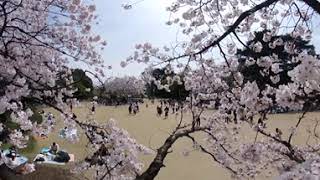 [2Ks+3D Audio] Cherry blossom in Tokyo 2024