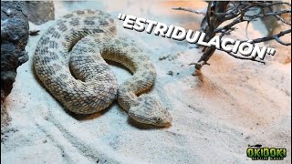 ESTRIDULACIÓN 🐍 Píldoras Herpetológicas #4