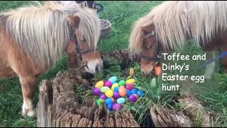 Toffee and Dinky's Easter egg hunt - TV Episode 431