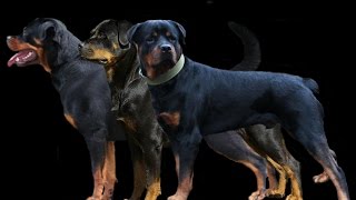 ROTTWEILER #razas de #perros