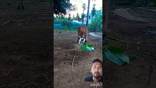 ❤️Dog love 😱 with cow ❤️‍🔥#video #sorts #dog