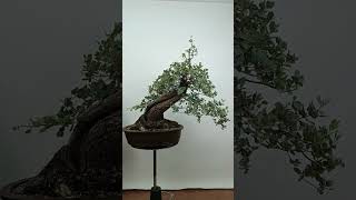 Otra de las encinas del video Guía que vereis pronto!www.santimunozbonsai.com WhatsAp + 34 623212402