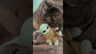 Grogu, Baby Yoda, The Child Gives Tabby New Ears. So Cute!!