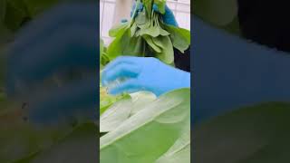 Spinach Harvesting #farming  #superfood #highlights