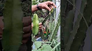 Branch Selection of Dragon Fruit | ড্রাগন ফলের ডাল নির্বাচন। #rajgardens #shortsvideo #dragonfruit