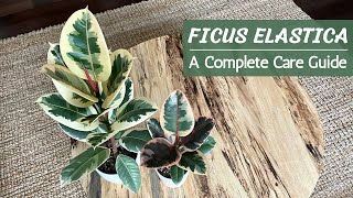 Complete Ficus Elastica Care Guide | Rubber Plant Care and Propagation