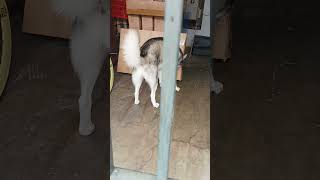 Anjing Siberian Husky