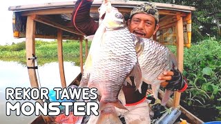 MANCING IKAN TAWES SUNGAI TERBESAR || REKOR TAWES MONSTER