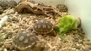 Tortoises