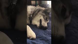 How a Wolf Snore #dog #asmr #shorts