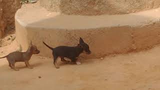 Pinscher 0 teco rosnando e latindo