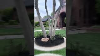 Insanely overgrown tree ring makeover #satisfying #lubbock #806