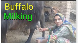 Buffalo Milking by Hand ll VillageGirlsLife