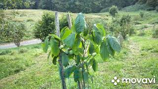 Asimina triloba Sep 2020