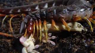 Scolopendra　galapagoensis　feeding