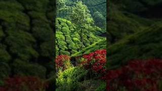 beauty of munnar # Kerala  # youtube shorts#🥰