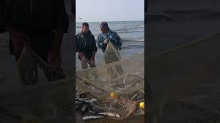 #fishing #fish #documentary #shorts  #shortvideo  #sea