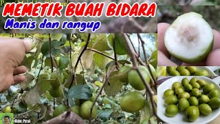 PETIK /PANEN BUAH BIDARA