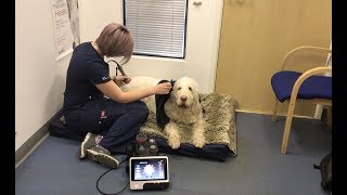 Leonard Brothers Veterinary Centre - Laser Therapy Testimonial