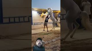 Dangerous horse #horse #shorts