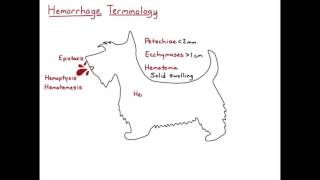 Hemorrhage Terminology HD