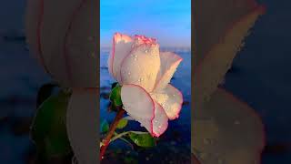 Like, beautiful flower 🌷, cool | Mejores Videos Douyin (抖音) Viral Tik Tok China