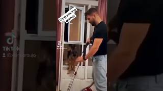 #dog #doglover #shortvideo #viral