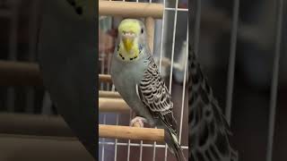 Happy Budgies| My New Friend 🩶 #budgies #birds #birdslover #nature #ytshorts #birdsounds #latest