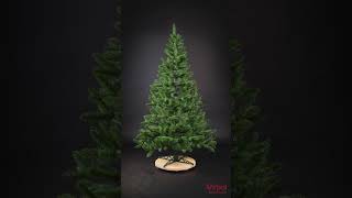 Jodła Tatiana 200cm #christmastree