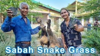 the most demanded plant in assam | sabah snake grass | plant that can cure any disease