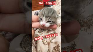 A very New Born Life #shorts #viral #kittens #cat #funny #shortsvideo